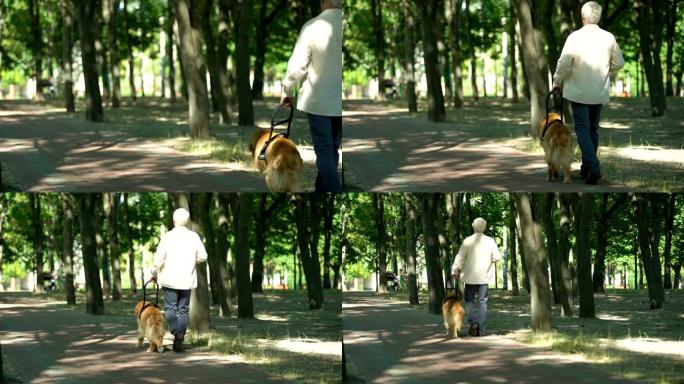 视障人士带着导盲犬在公园散步，牵着安全带感觉安全