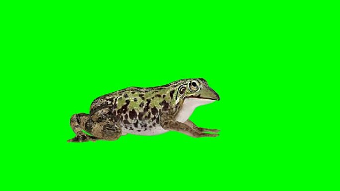 青蛙空闲绿色屏幕 (可循环)