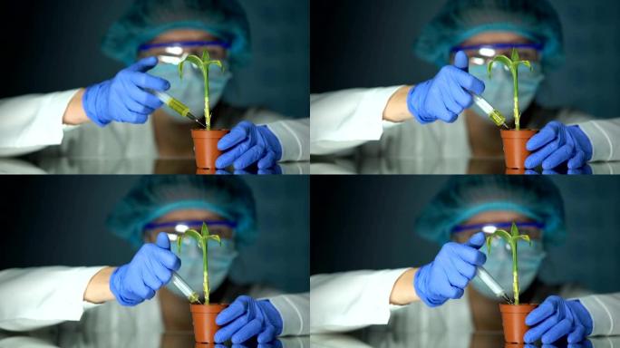 生物学家在植物中注入液体，育种实验，肥力提高