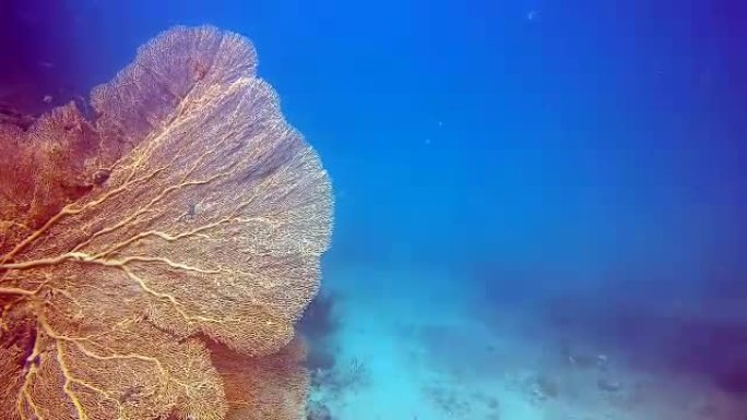 水下史诗般的自然: 红色的戈贡海扇珊瑚 (Semperina)。