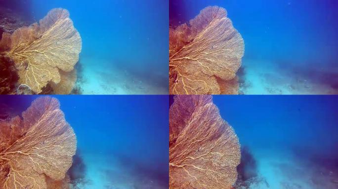 水下史诗般的自然: 红色的戈贡海扇珊瑚 (Semperina)。
