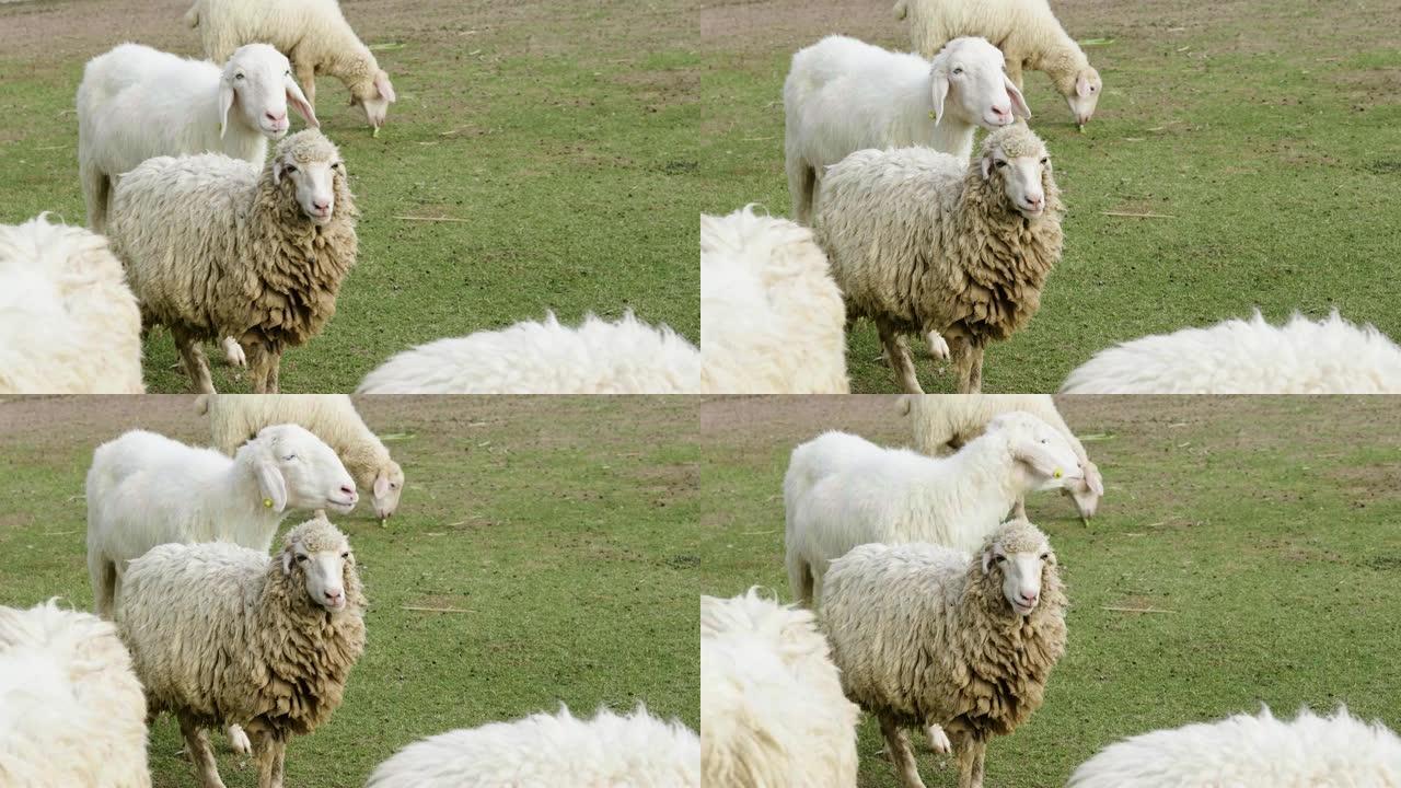 4k羊吃草羊吃草绵羊