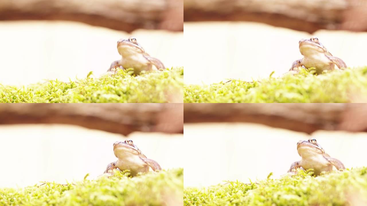 林地青蛙闲置在苔藓上的高镜头