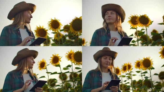 农夫妇女在田间使用现代技术。一个戴着帽子的人在日落时分走进向日葵的田野，拿着平板电脑看着植物，用手指