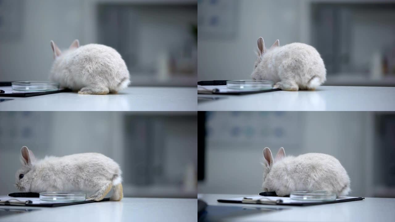 兔子跳上带着医生和培养皿的桌子，逃进实验室