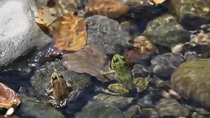 小溪和青蛙小溪和青蛙
