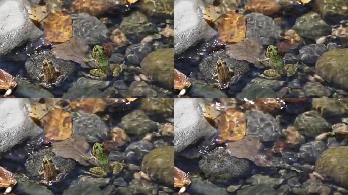 小溪和青蛙小溪和青蛙