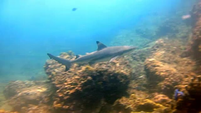 黑尖礁鲨 (Carcharhinus melanopterus) 在泰国安达曼海披披群岛的珊瑚礁上近