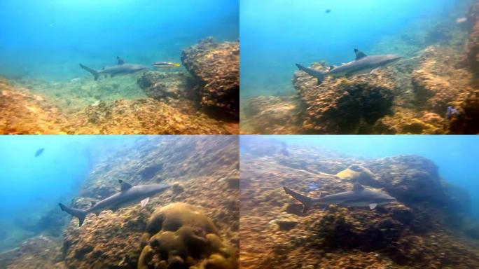 黑尖礁鲨 (Carcharhinus melanopterus) 在泰国安达曼海披披群岛的珊瑚礁上近