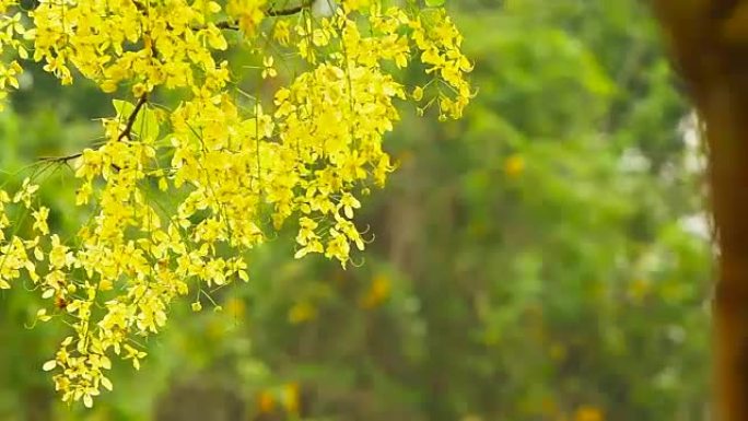 风中的金雨花 (决明子瘘管花)