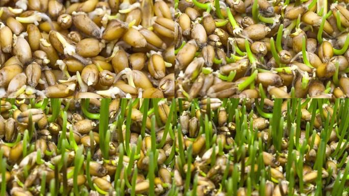从种子延时生长的小麦