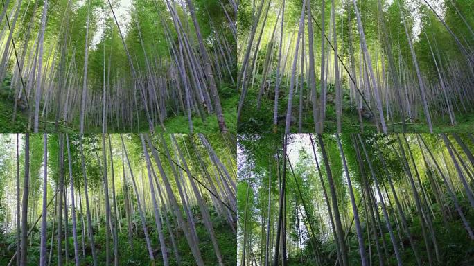 邦博森林叶缝阳光普照绿色春天夏日树林森林