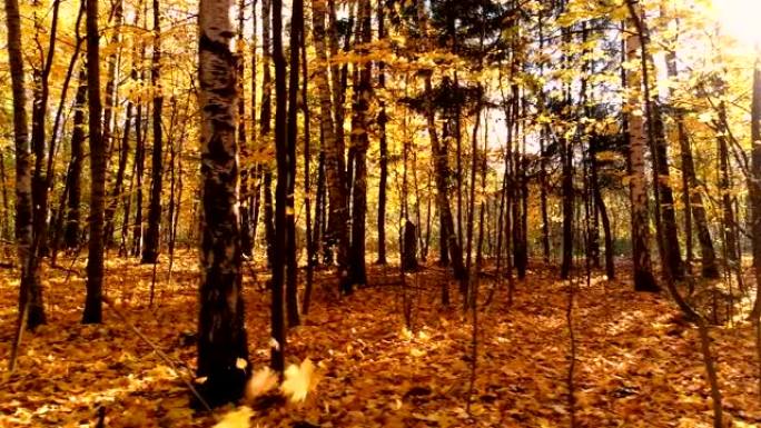 彩色秋天森林木材秋天到了枫叶黄叶枯叶叶子