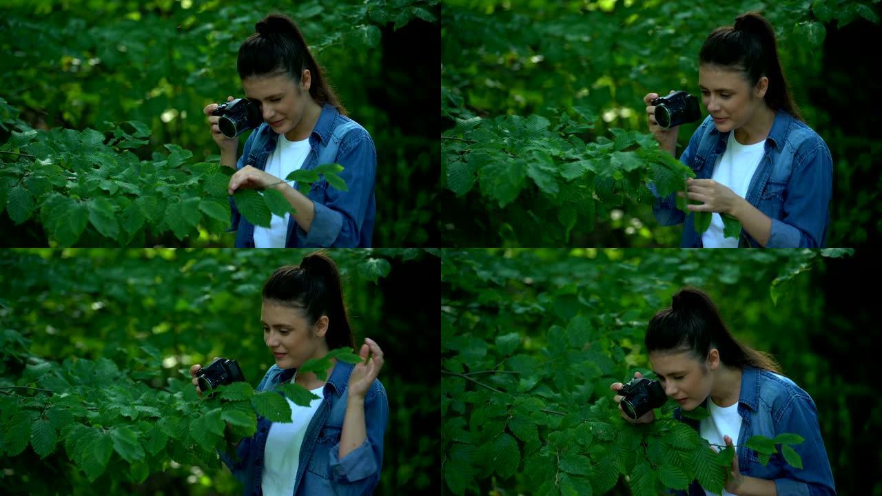 女性摄影师在公园拍摄绿树树叶，博物学家爱好