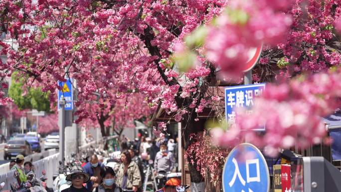 昆明春天樱花开满街头