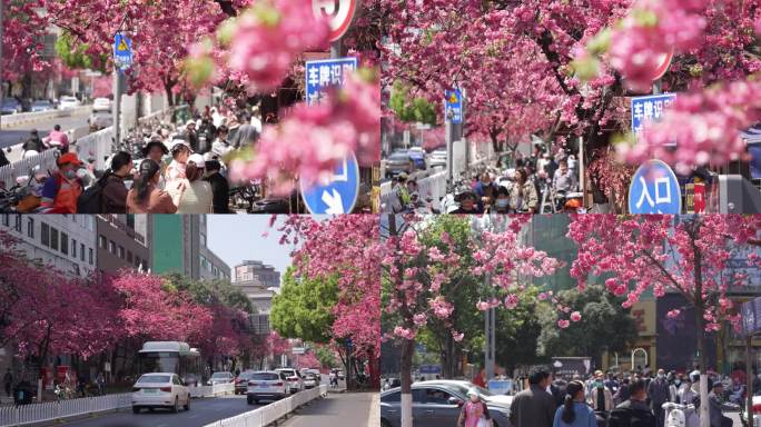 昆明春天樱花开满街头