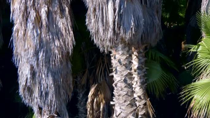 苗圃种植和销售看起来自然的成年棕榈树