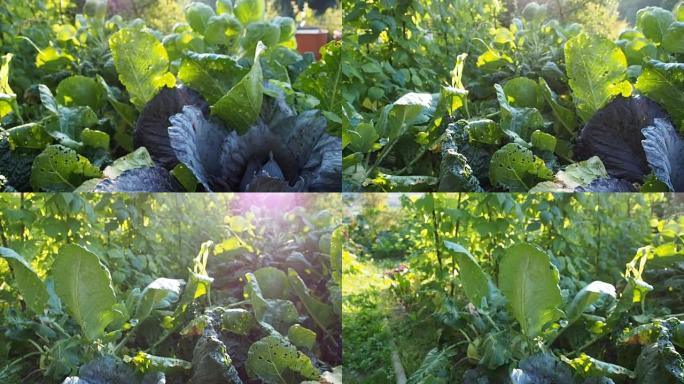 花园视频中的各种白菜苗床