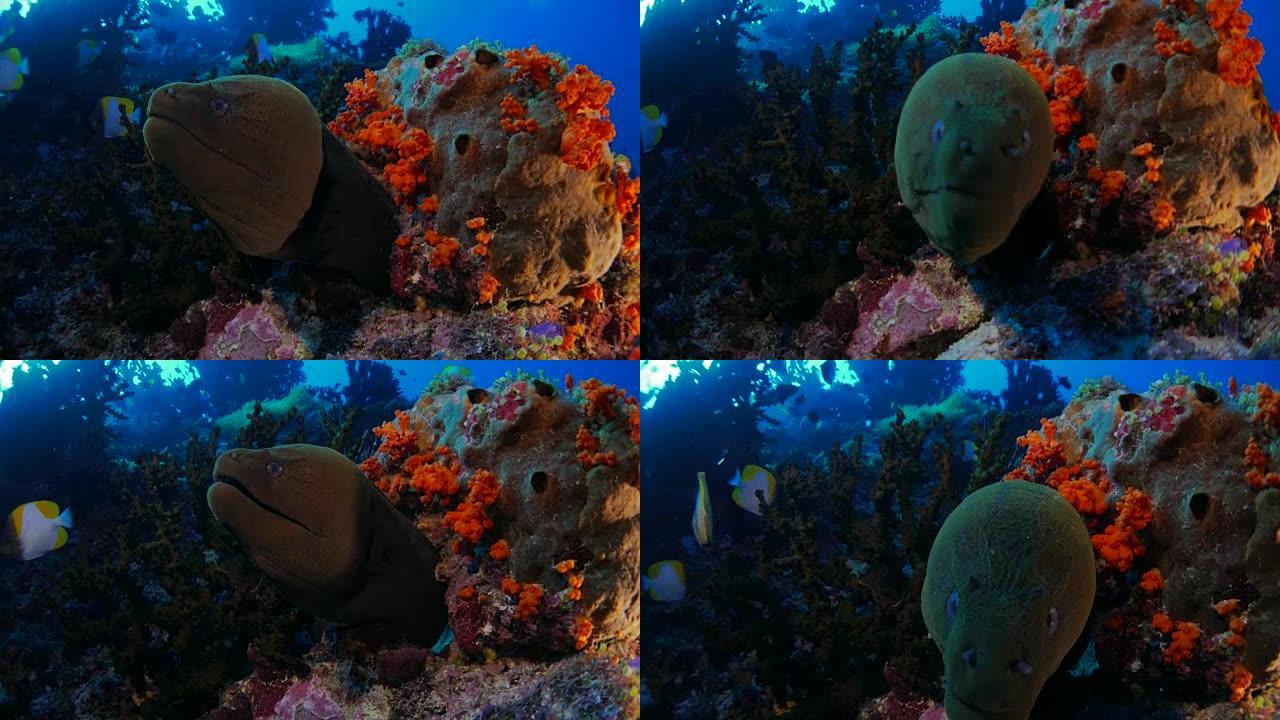 巨型海鳗，珊瑚礁，班达海，印度尼西亚