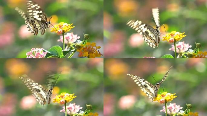 花上的特写蝴蝶，慢动作。