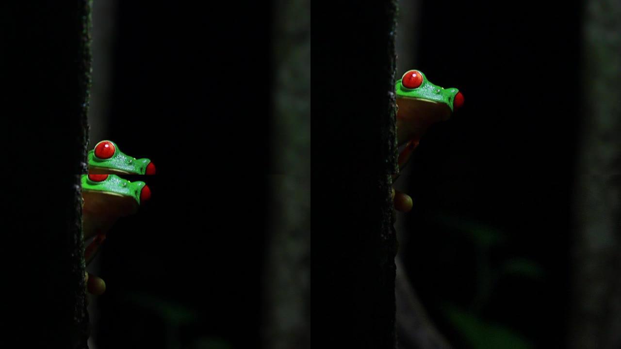 红眼树蛙