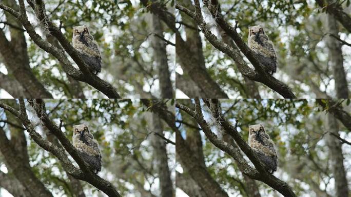 橡树树枝上年轻的大角猫头鹰，乌鸦呼唤