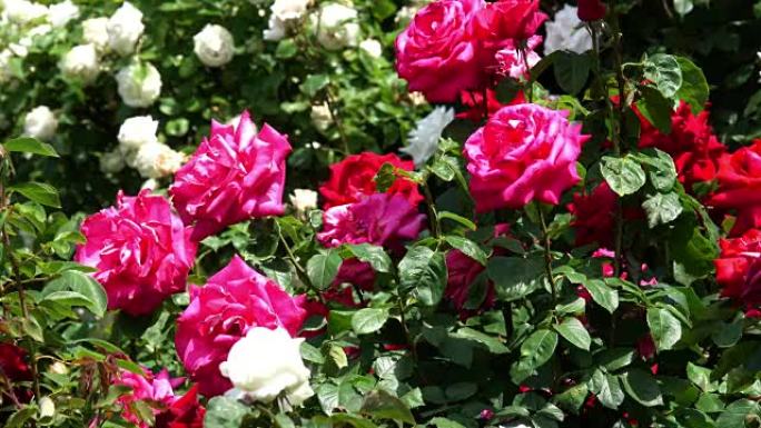 带有混合茶玫瑰的花园
