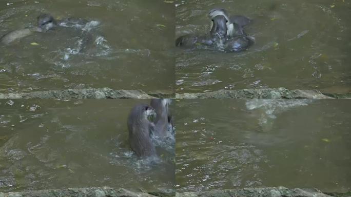 水獭玩水动物打架