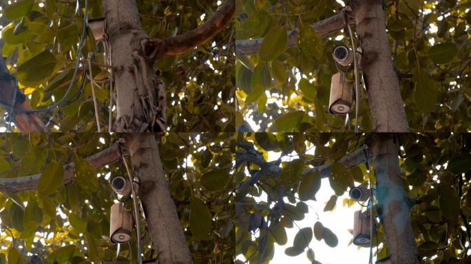 两个安全摄像头位于树干上的树叶之间