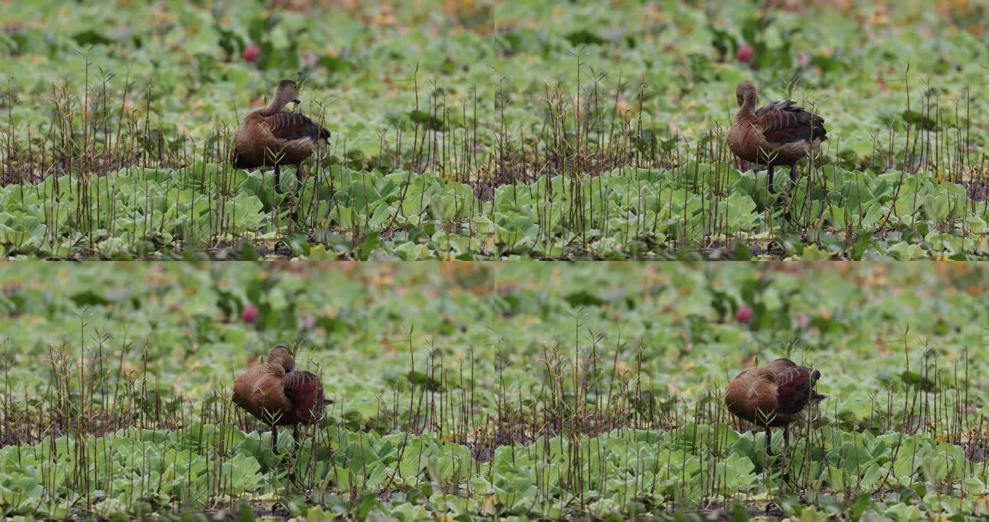 珍稀动物栗树鸭梳理羽毛的特写镜头