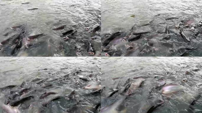 河中的黑耳鲶鱼鲶鱼养殖鱼养殖大头鱼
