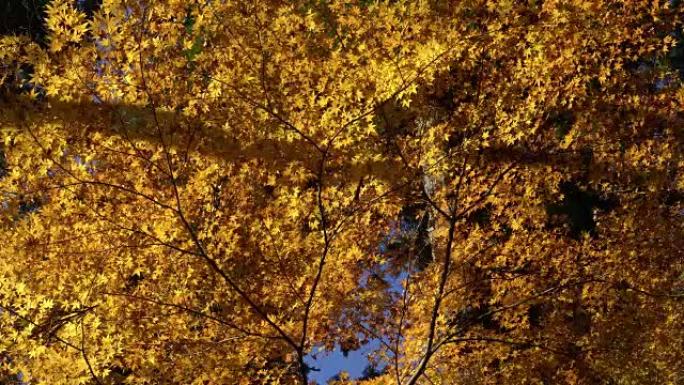 日本korankei的彩色秋叶