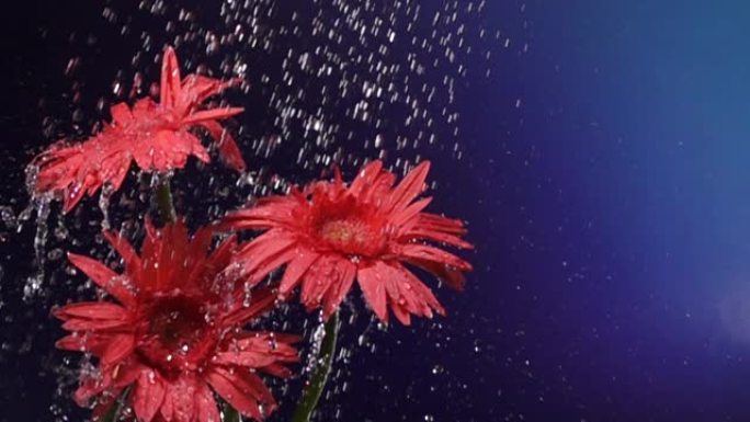 超级慢动作: 蓝色背景下雨中的雏菊花