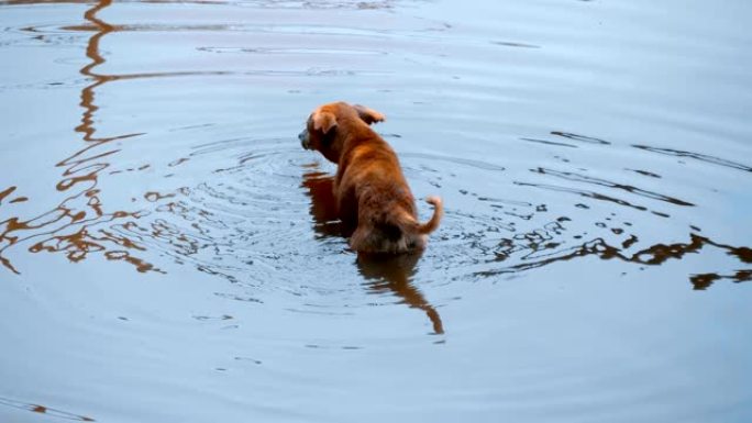 狗已经深入湖中，贪婪地喝水，印度果阿