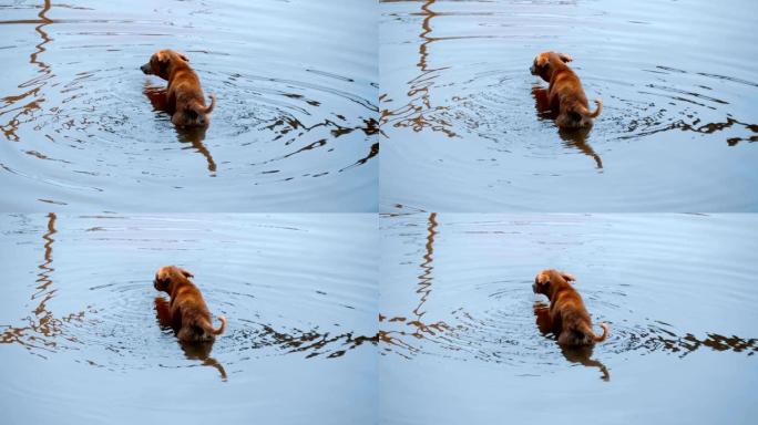 狗已经深入湖中，贪婪地喝水，印度果阿