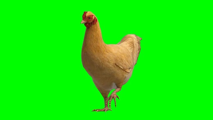 鸡移动动物绿屏 (可循环)