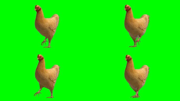 鸡移动动物绿屏 (可循环)