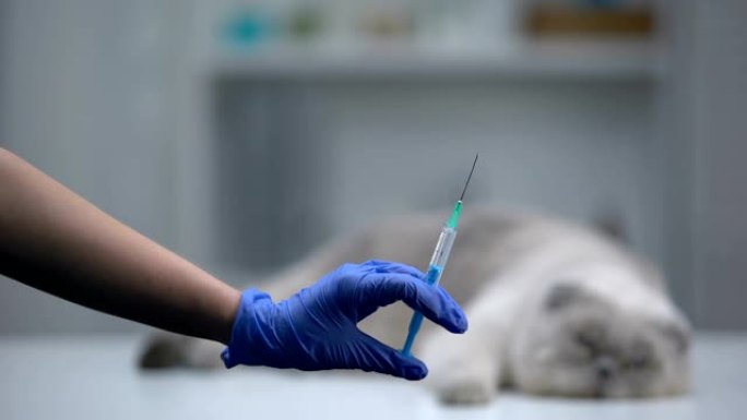 兽医展示带有宠物疫苗的注射器，灰猫躺在背景上
