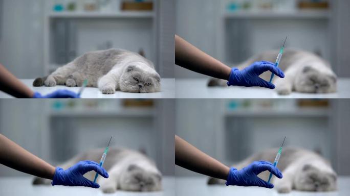 兽医展示带有宠物疫苗的注射器，灰猫躺在背景上