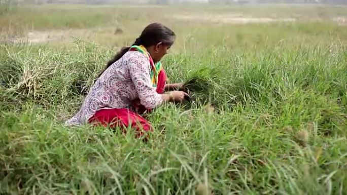 女农民割草用作动物饲料