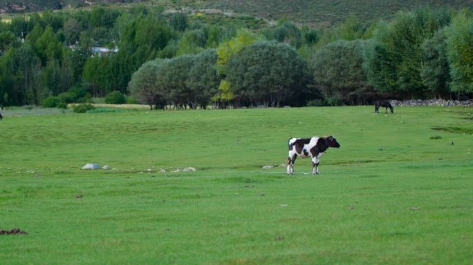 牛群吃草 牧场 绿色牧场 草原放牧