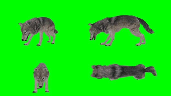 狼吃绿屏 (可循环)