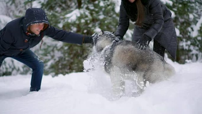 男人和女人在冬天的森林里和西伯利亚哈士奇一起玩耍和扔雪，玩得很开心