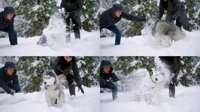 男人和女人在冬天的森林里和西伯利亚哈士奇一起玩耍和扔雪，玩得很开心