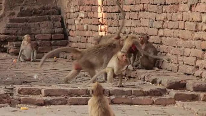 泰国华富里泰神庙的家族猴子