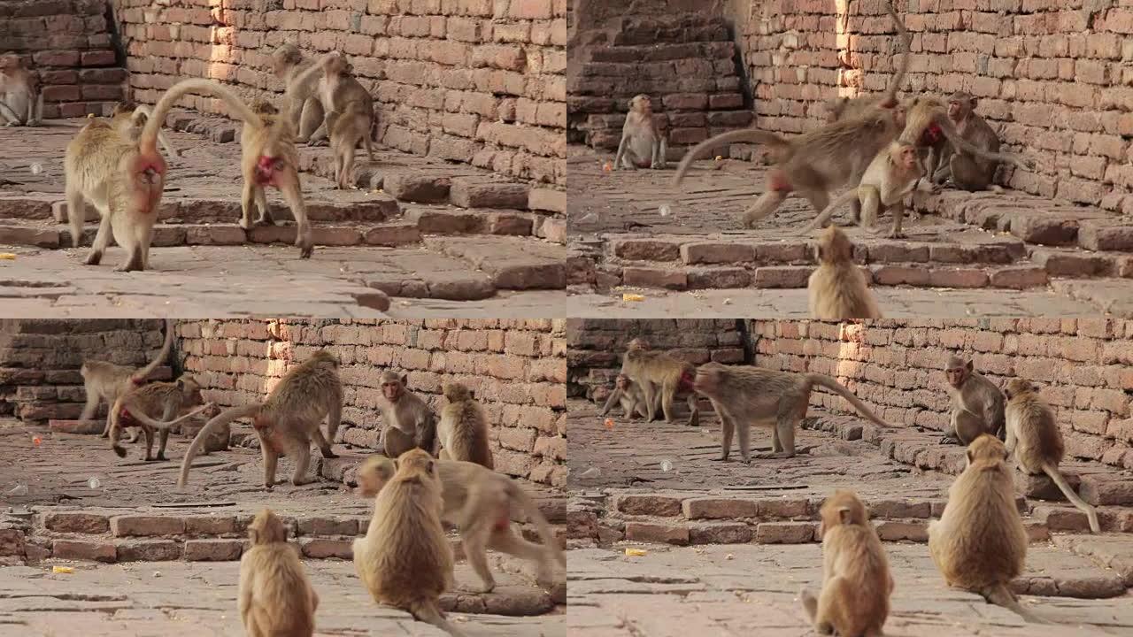 泰国华富里泰神庙的家族猴子