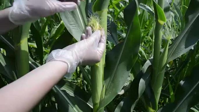 农民在田间控制玉米植株