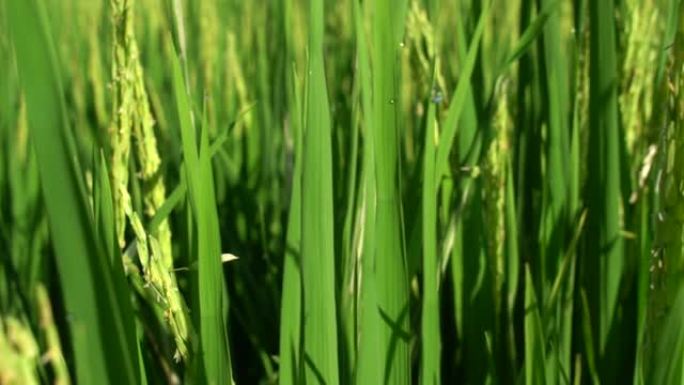 水稻绿地慢动作