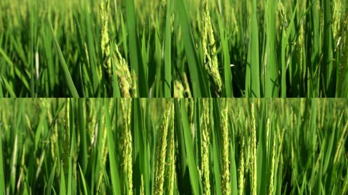 水稻绿地慢动作