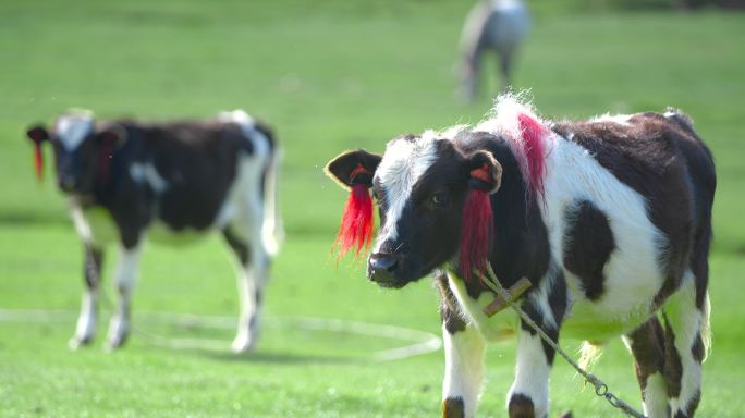 牛犊 有机奶源牧场 草原草场草地